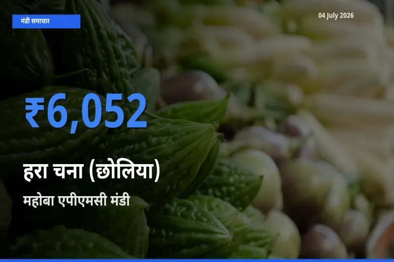 टॉप मंडी बना महोबा एपीएमसी! हरा चना (छोलिया) के सबसे ऊँचे दाम यहीं दर्ज