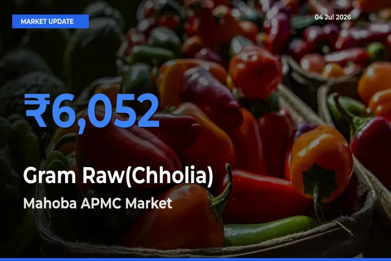 Top Performer! Mahoba APMC Offers Best Gram Raw(Chholia) Price Today