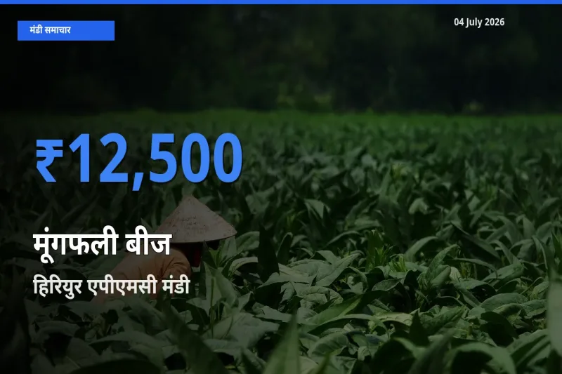 04 July अपडेट: मूंगफली बीज के सबसे ऊँचे दाम हिरियुर एपीएमसी मंडी में