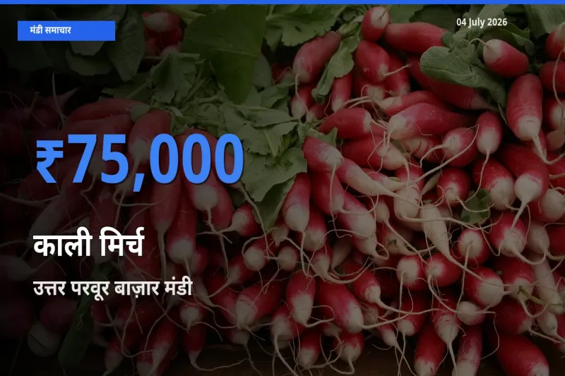 आज काली मिर्च के सबसे ऊँचे दाम ₹75,000 उत्तर परवूर बाज़ार मंडी में