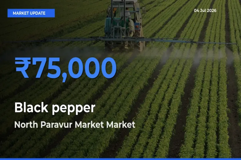 Market Watch: North Paravur Market Becomes Top Mandi for Black pepper