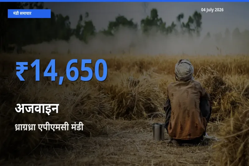 टॉप मंडी बना ध्राग्रध्रा एपीएमसी! अजवाइन के सबसे ऊँचे दाम यहीं दर्ज