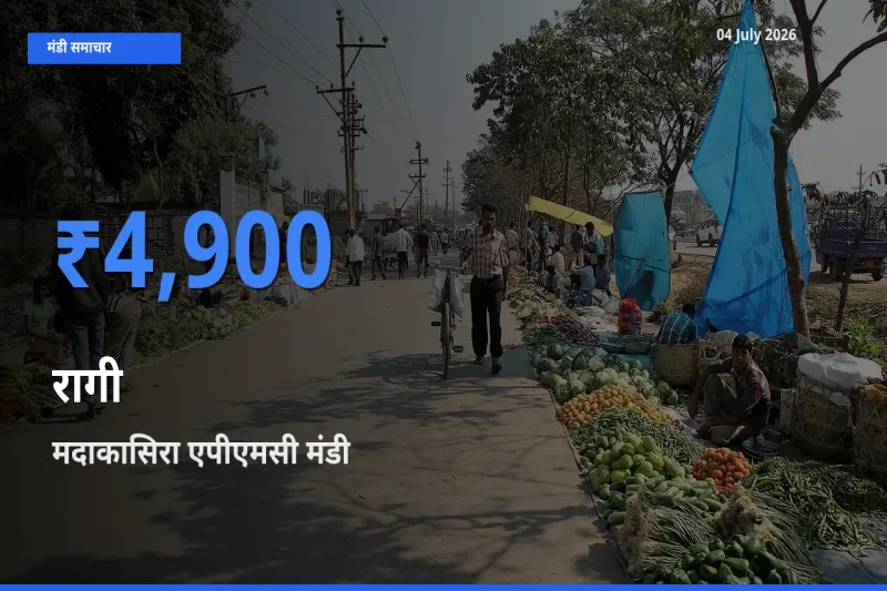 टॉप मंडी बना मदाकासिरा एपीएमसी! रागी के सबसे ऊँचे दाम यहीं दर्ज
