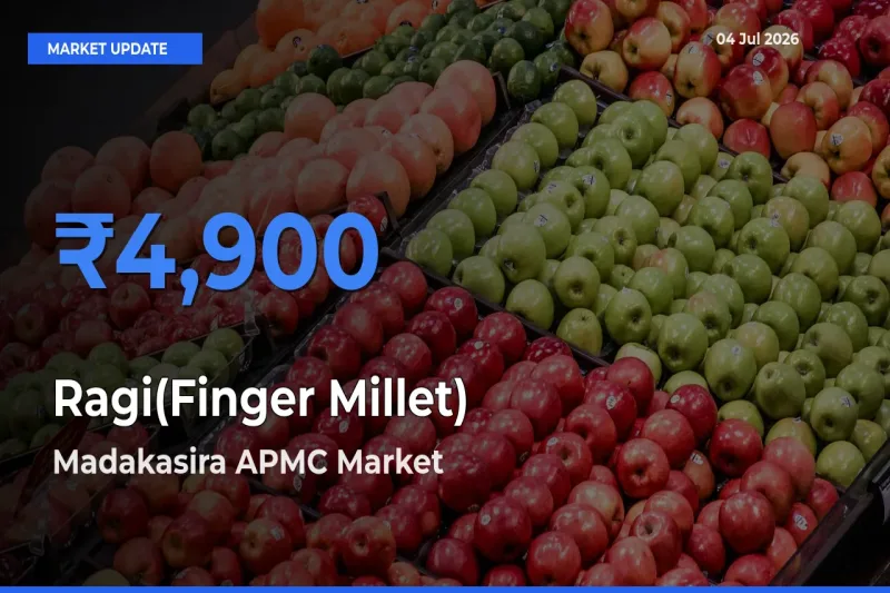 Madakasira APMC Offers ₹4,900 – Highest Ragi(Finger Millet) Rate Today