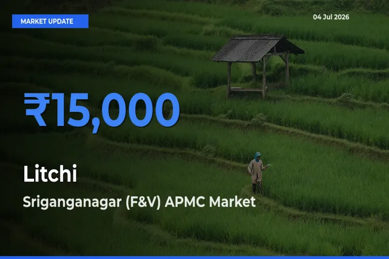 Sriganganagar (F&V) APMC Tops Litchi Rates – July 04 Market Update