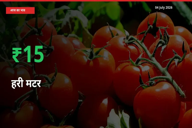 स्थानीय मंडी में हरी मटर के दाम अचानक 15.04% उछले, किसान सतर्क