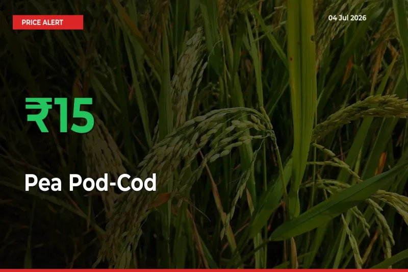 Pea Pod-Cod Prices Rise 15.04% in a Day at Major Mandis