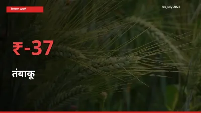 तंबाकू 37.14% गिरा, मंडी