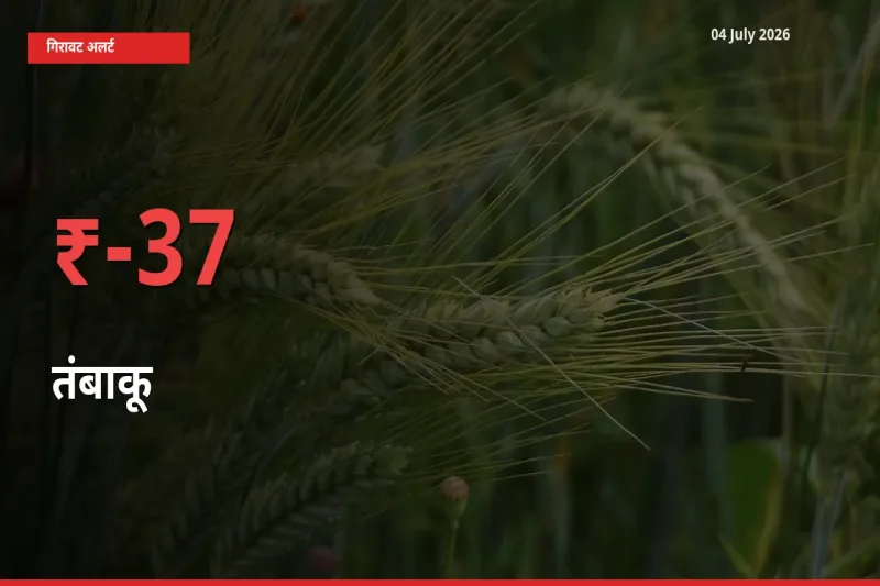 तंबाकू 37.14% गिरा, मंडी