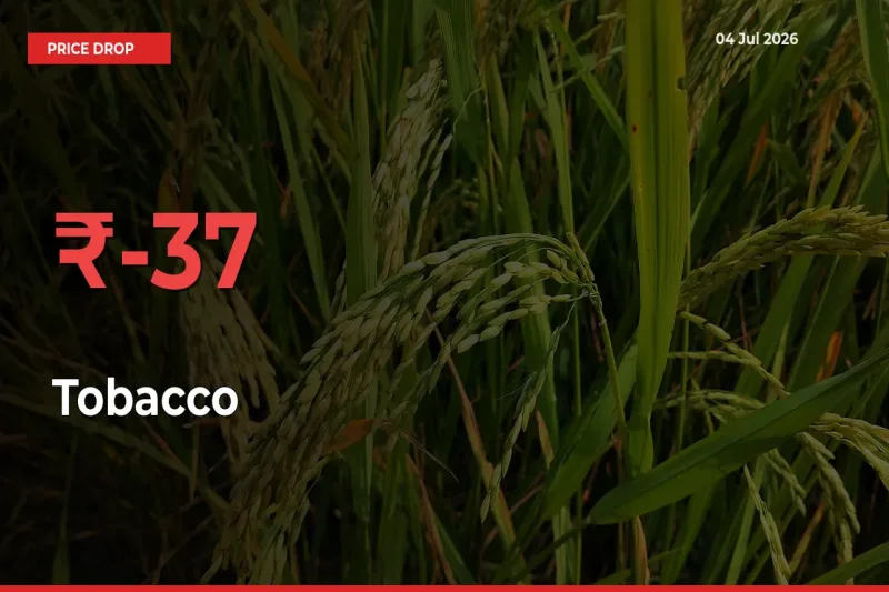 Tobacco Falls 37.14% at Mandis