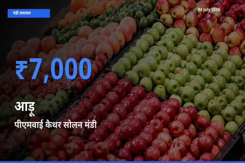 किसानों की पसंद बना पीएमवाई कैथर सोलन, आड़ू के सबसे अच्छे दाम