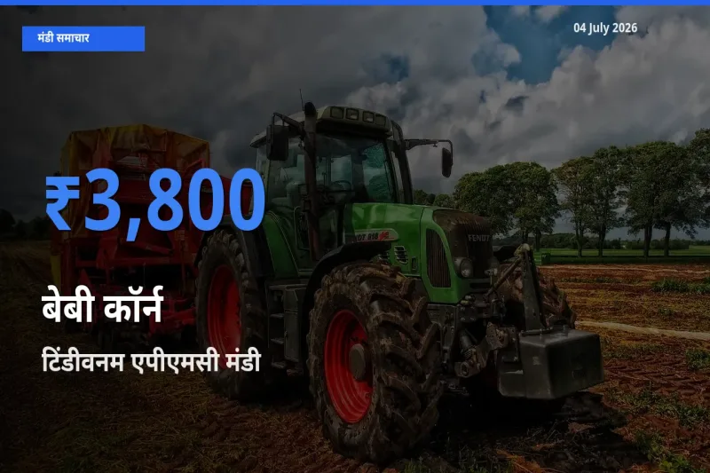 आज बेबी कॉर्न के सबसे ऊँचे दाम ₹3,800 टिंडीवनम एपीएमसी मंडी में