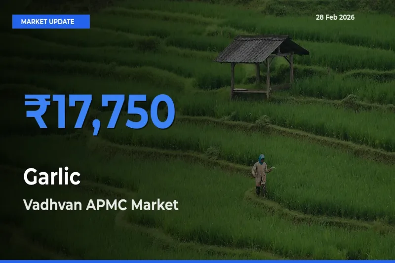 Garlic Mandi Rate Today: Vadhvan APMC Tops the List