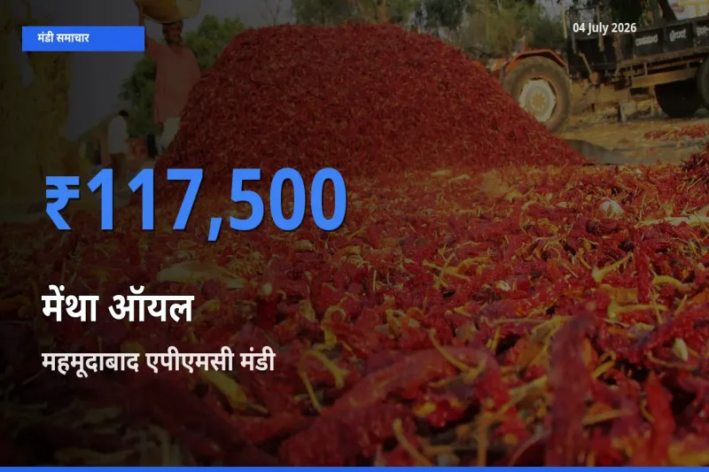 महमूदाबाद एपीएमसी में मेंथा ऑयल का आज सबसे ऊँचा भाव