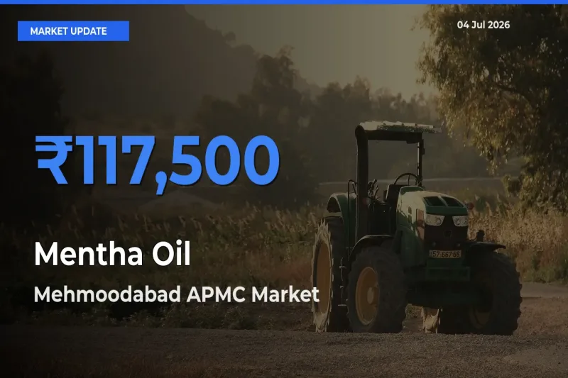 Market Watch: Mehmoodabad APMC Becomes Top Mandi for Mentha Oil