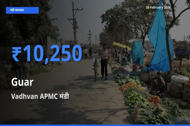आज Guar के सबसे ज़्यादा दाम Vadhvan APMC मंडी में दर्ज