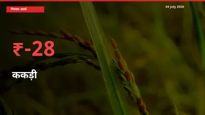 27.8% की गिरावट! मंडी में ककड़ी के दाम अचानक टूटे