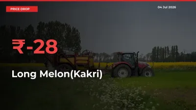 Sudden Shock! Long Melon(Kakri) Drops 27.8% in 24 Hours at Top Mandis