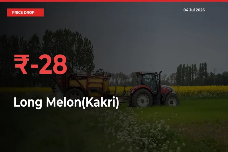 Sudden Shock! Long Melon(Kakri) Drops 27.8% in 24 Hours at Top Mandis