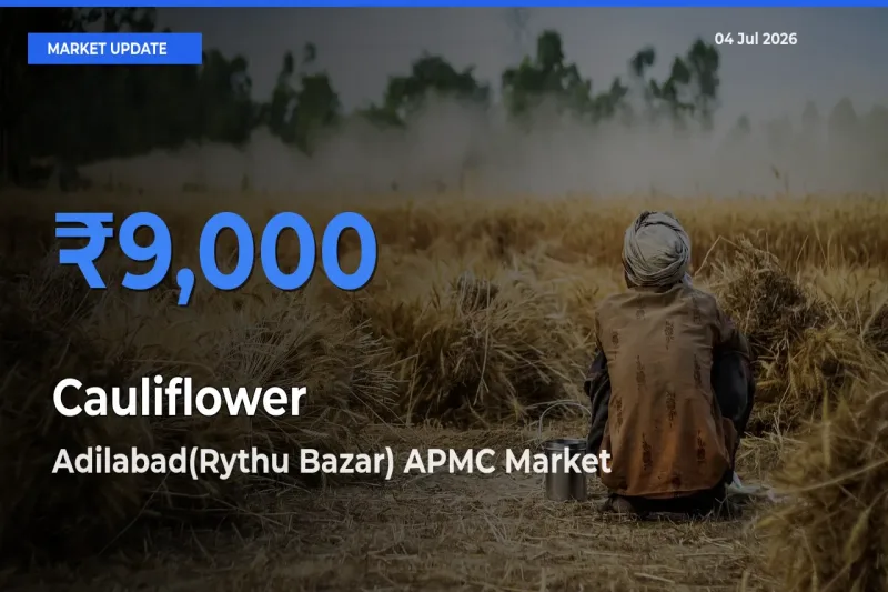 Adilabad(Rythu Bazar) APMC Leads as Top Mandi for Cauliflower Prices