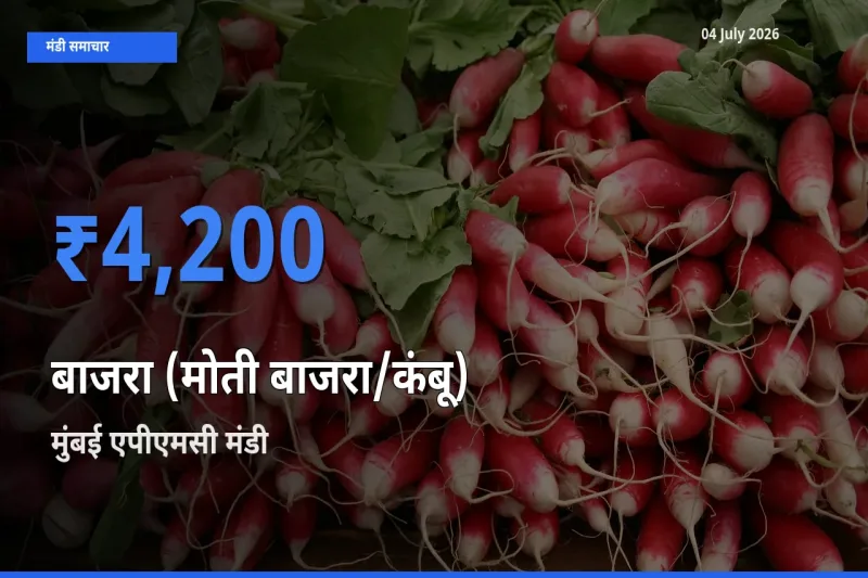 मुंबई एपीएमसी मंडी में बाजरा (मोती बाजरा/कंबू) ₹4,200 पर पहुँचा – आज का सर्वोच्च भाव