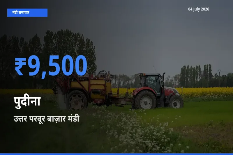 उत्तर परवूर बाज़ार मंडी में आज पुदीना के सबसे ऊँचे दाम दर्ज