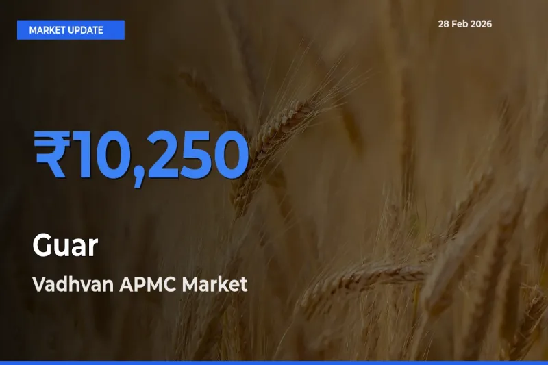 Vadhvan APMC Leads as Top Mandi for Guar Prices