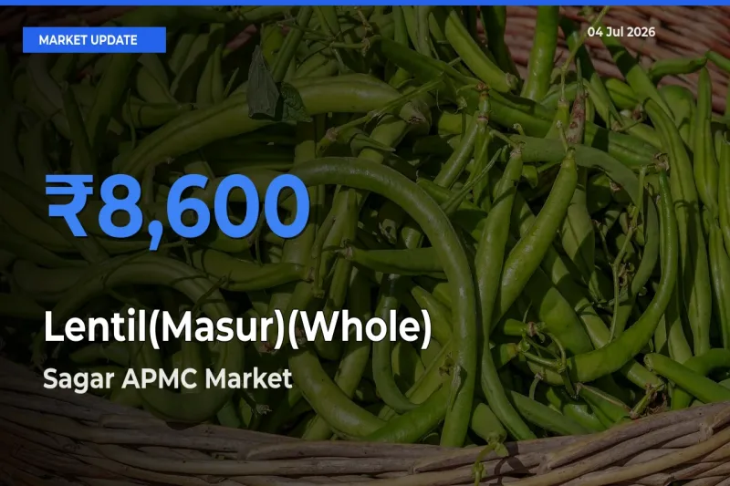 Lentil(Masur)(Whole) Mandi Rate Today: Sagar APMC Tops the List