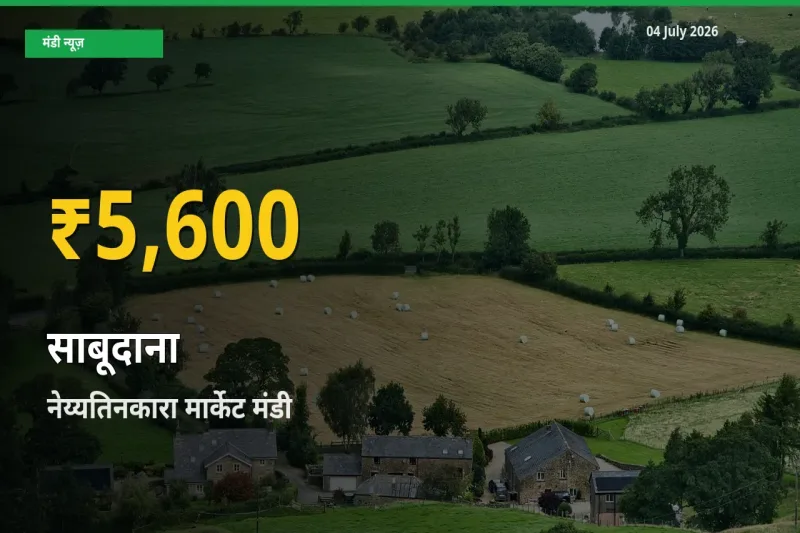 आज का मंडी भाव: नेय्यतिनकारा मार्केट में साबूदाना सबसे ऊँचे स्तर पर