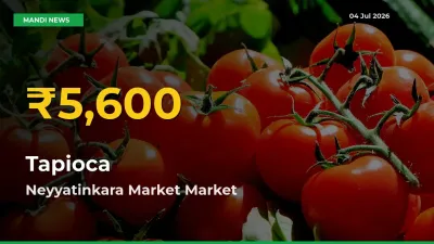 Tapioca Prices Soar to Record High in Neyyatinkara Market – Farmers Alert Today