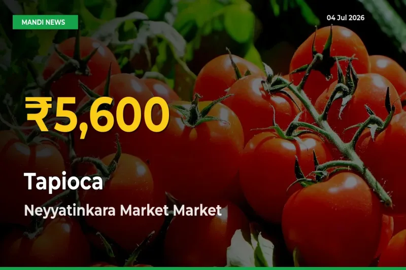 Tapioca Prices Soar to Record High in Neyyatinkara Market – Farmers Alert Today
