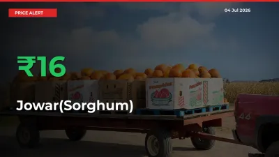 Jowar(Sorghum) Rises 16.33% at Mandis