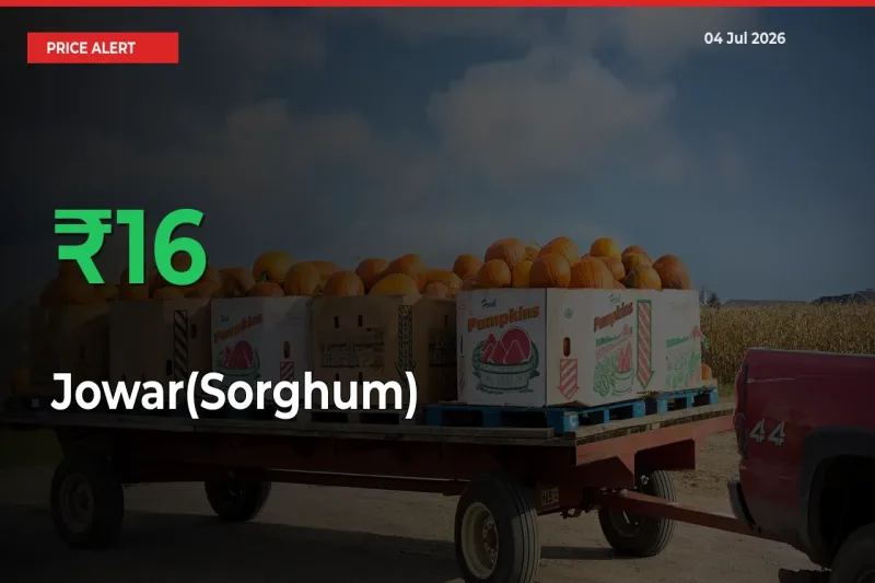 Jowar(Sorghum) Rises 16.33% at Mandis