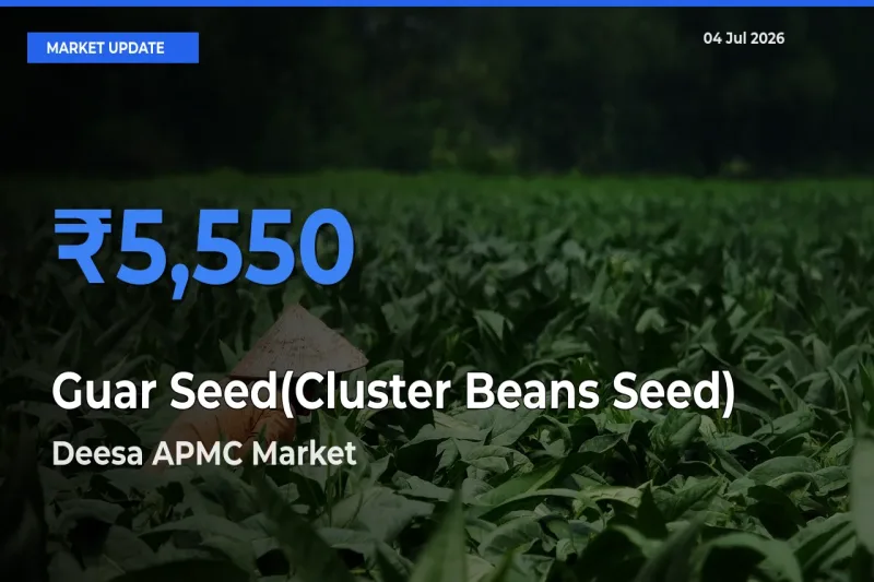 Deesa APMC Emerges as Top Mandi for Guar Seed(Cluster Beans Seed) Prices Today