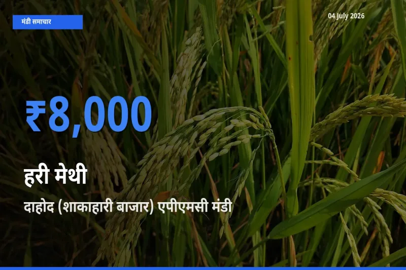 टॉप मंडी बना दाहोद (शाकाहारी बाजार) एपीएमसी! हरी मेथी के सबसे ऊँचे दाम यहीं दर्ज