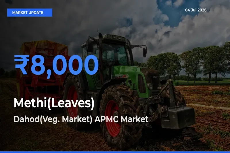 Dahod(Veg. Market) APMC Offers ₹8,000 – Highest Methi(Leaves) Rate Today
