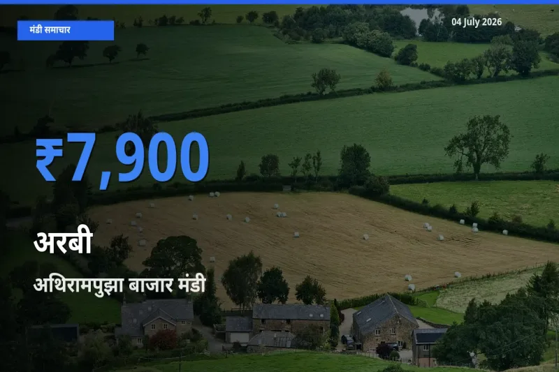 टॉप मंडी बना अथिरामपुझा बाजार! अरबी के सबसे ऊँचे दाम यहीं दर्ज
