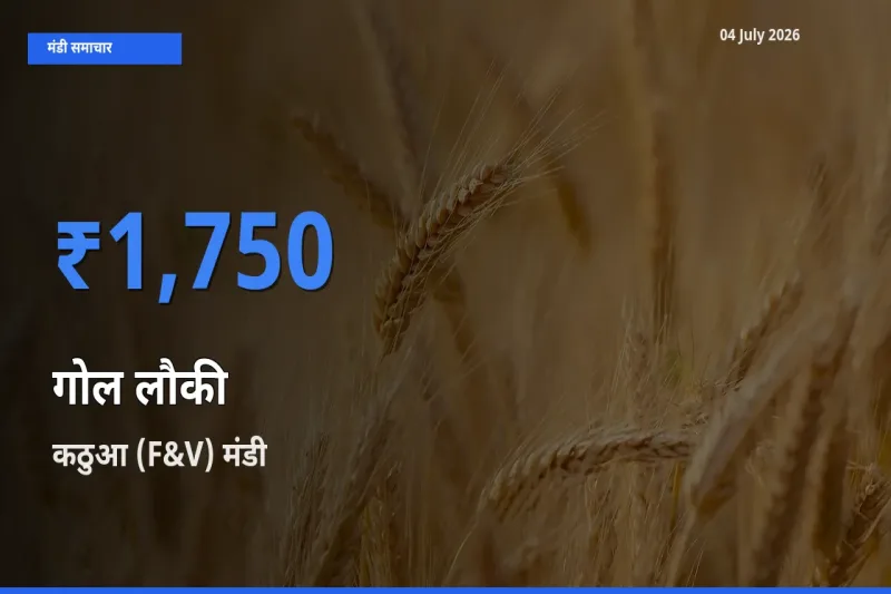 आज गोल लौकी के सबसे ज़्यादा दाम कठुआ (F&V) मंडी में दर्ज