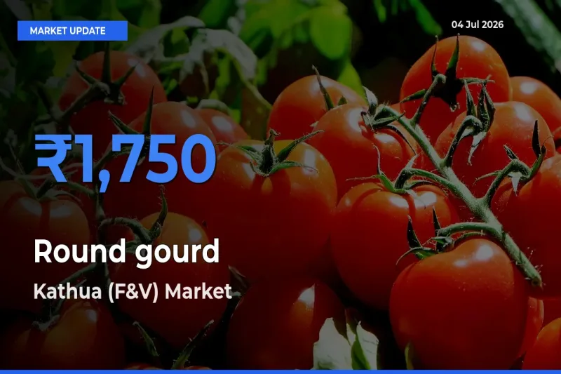 Kathua (F&V) Tops Round gourd Rates – July 04 Market Update