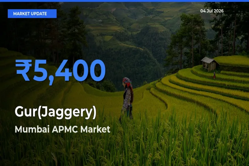 Mumbai APMC Emerges as Top Mandi for Gur(Jaggery) Prices Today