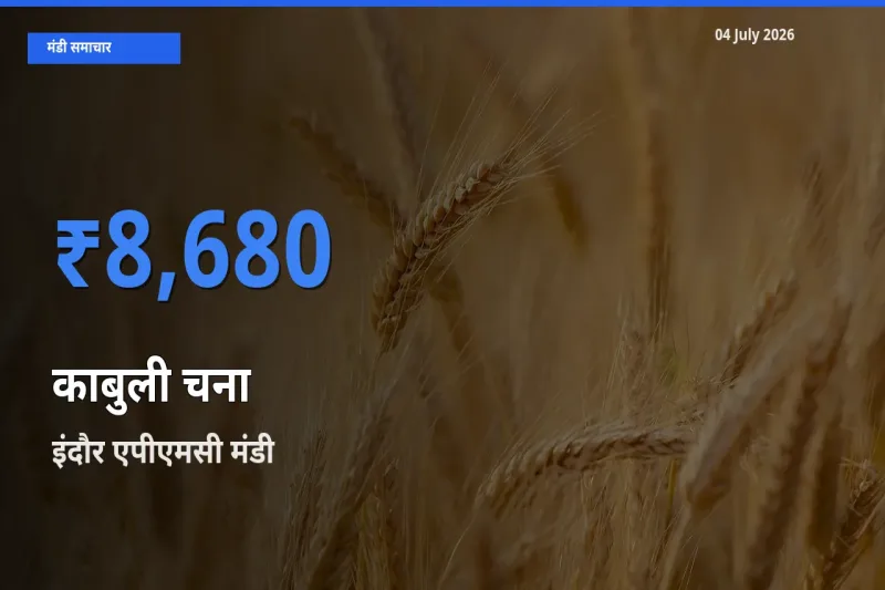 आज काबुली चना के सबसे ज़्यादा दाम इंदौर एपीएमसी मंडी में दर्ज