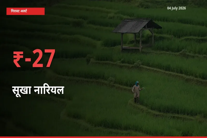 किसानों की चिंता बढ़ी! स्थानीय मंडी में सूखा नारियल 27.24% गिरा