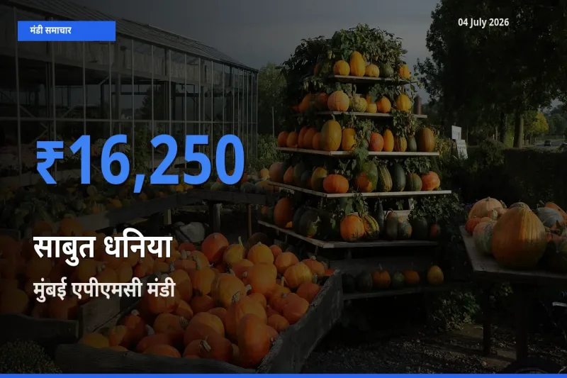 आज साबुत धनिया के सबसे ऊँचे दाम ₹16,250 मुंबई एपीएमसी मंडी में