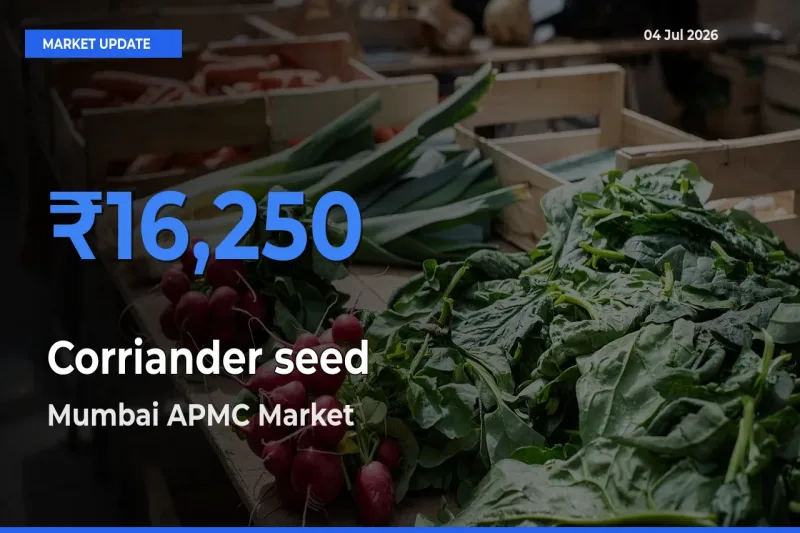 Mumbai APMC Leads as Top Mandi for Corriander seed Prices