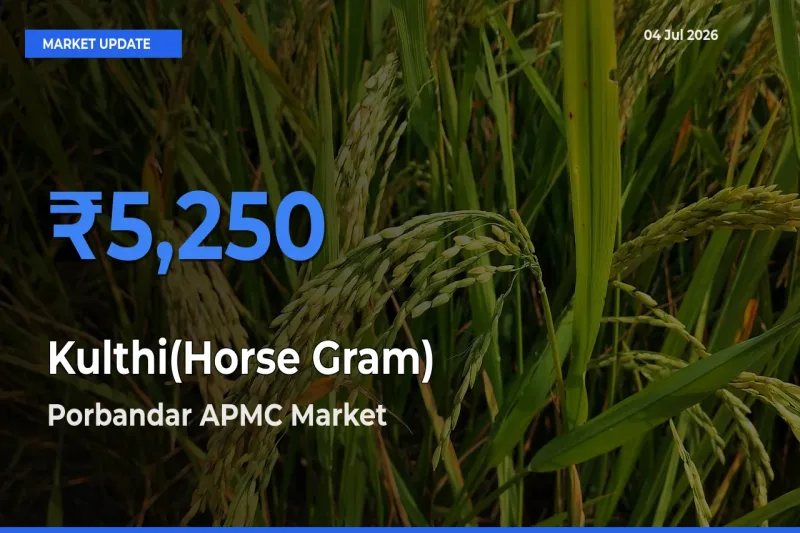 Porbandar APMC Tops Kulthi(Horse Gram) Rates – July 04 Market Update