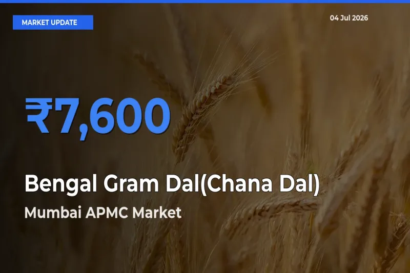 Top Performer! Mumbai APMC Offers Best Bengal Gram Dal(Chana Dal) Price Today