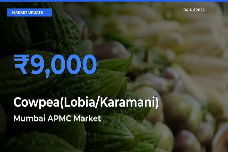 Top Performer! Mumbai APMC Offers Best Cowpea(Lobia/Karamani) Price Today