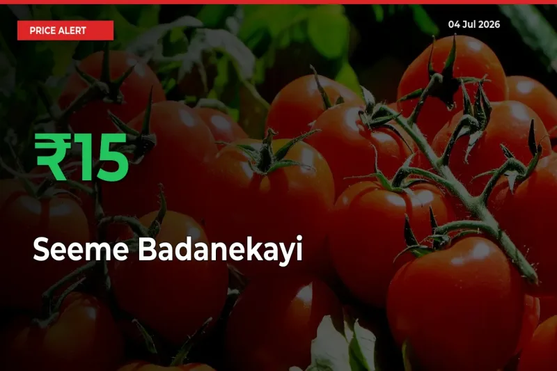 Farmers Cheer as Seeme Badanekayi Prices Surge 15.38% in Local Mandis