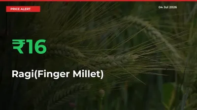 Why Ragi(Finger Millet) Prices Rose 16.24% in a Day at Mandis