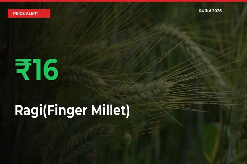Why Ragi(Finger Millet) Prices Rose 16.24% in a Day at Mandis